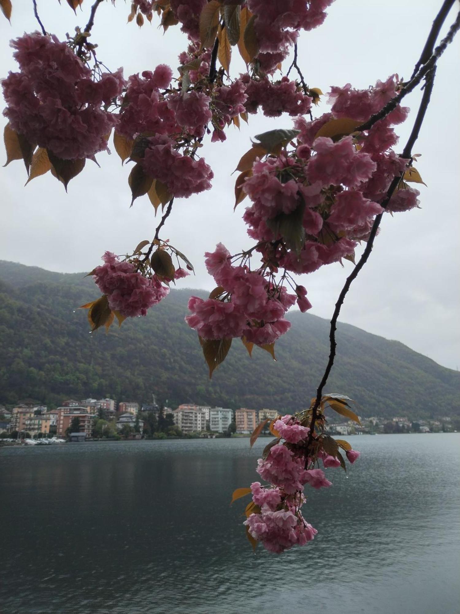 Un Balcone Sul Lago Omegna Extérieur photo